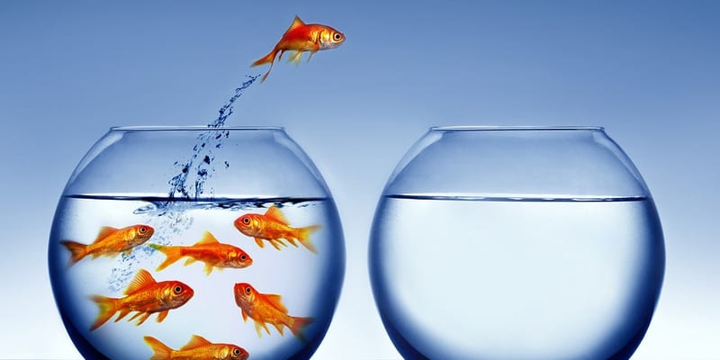 Make the Leap — goldfish jumping to a larger bowl